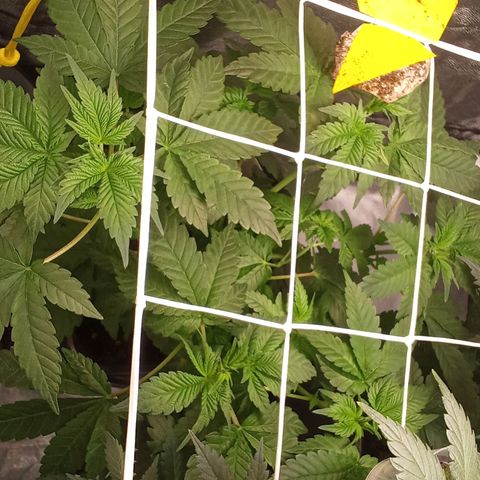 Special Queen #1 growlog timeline photo