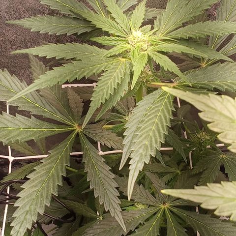 Gorilla Punch Automatik  growlog timeline photo