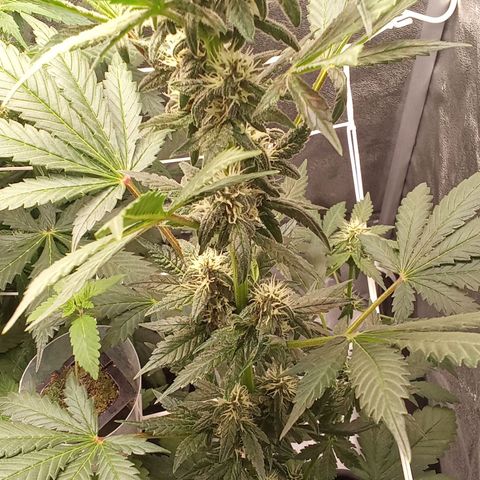 ???? growlog timeline photo