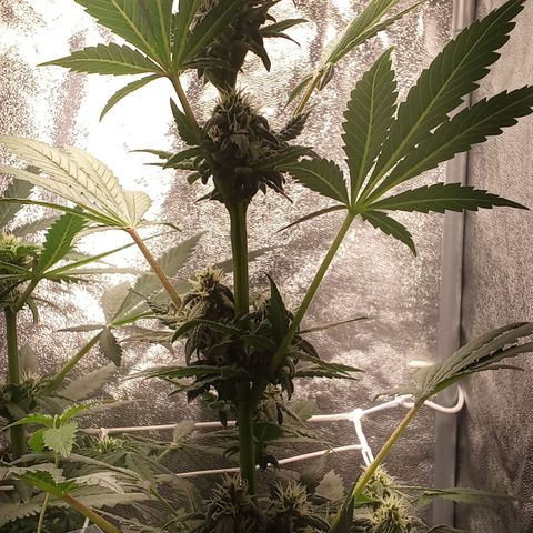 ???? growlog timeline photo