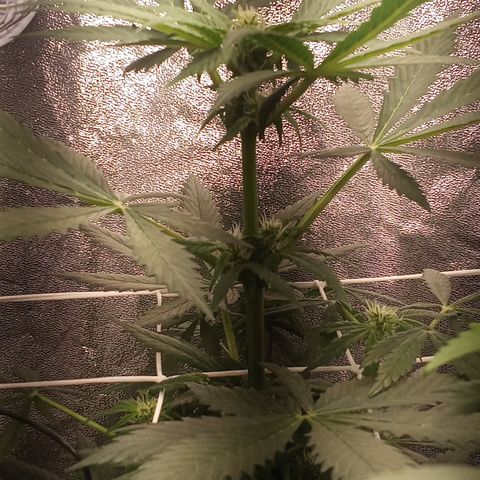 Gorilla Punch Automatik  growlog timeline photo
