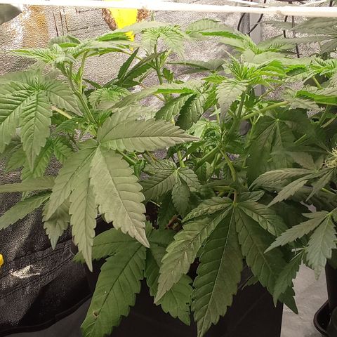 Special Queen #1 growlog timeline photo