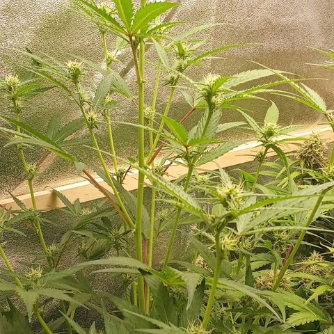 Zkittlez Automatic  growlog timeline photo