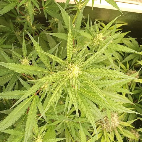 Zkittlez Automatic  growlog timeline photo