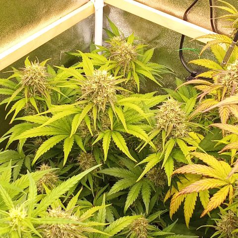 Banana purple punch hinten links  growlog timeline photo