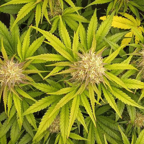 Banana purple punch hinten links  growlog timeline photo