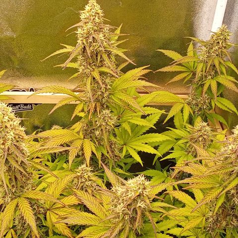 Banana Purple Punch Automatik #1 Hinten Rechts  growlog timeline photo