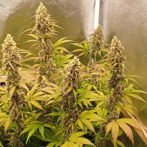 Banana Purple Punch Automatik #1 Hinten Rechts  growlog timeline photo