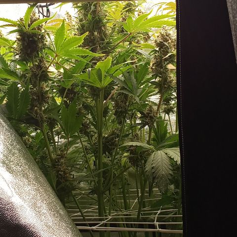 Banana purple punch vorne rechts  growlog timeline photo