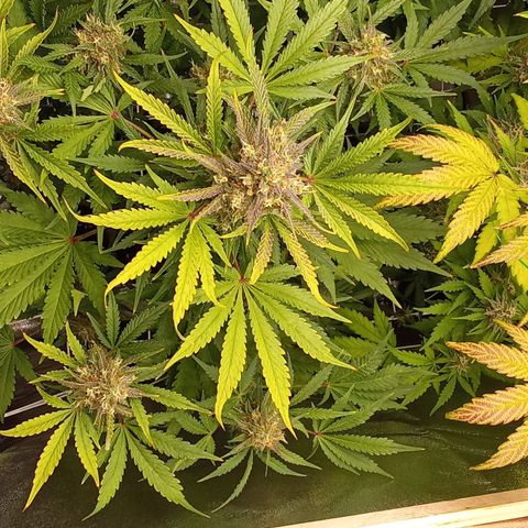 Banana purple punch vorne rechts  growlog timeline photo