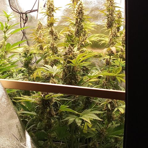 Banana purple punch vorne rechts  growlog timeline photo