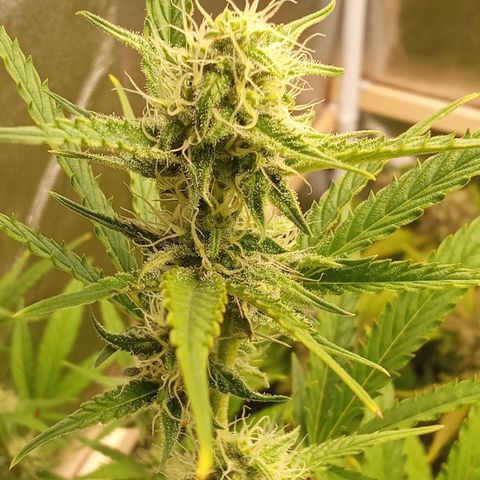 Zkittlez Automatic  growlog timeline photo