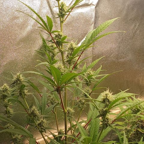 Zkittlez Automatic  growlog timeline photo