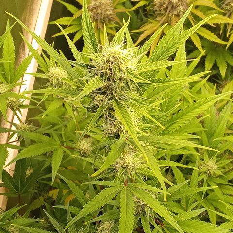 Zkittlez Automatic  growlog timeline photo