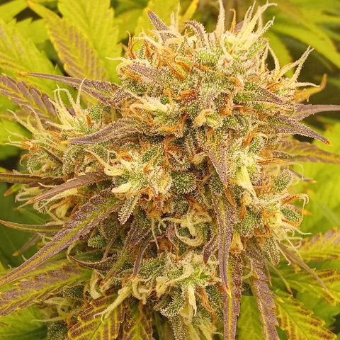 Banana purple punch hinten links  growlog timeline photo