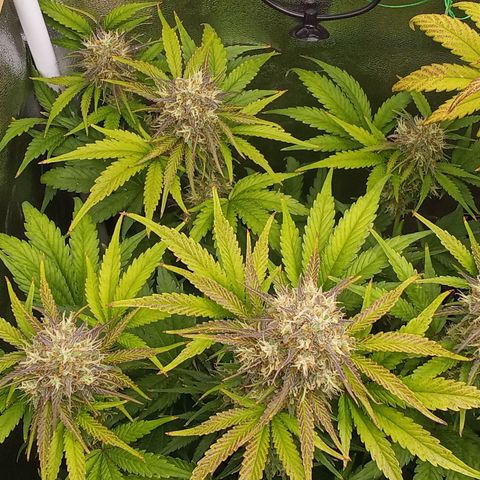 Banana purple punch hinten links  growlog timeline photo