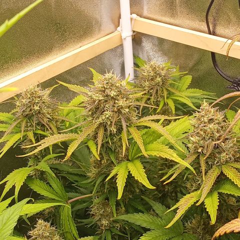 Banana purple punch hinten links  growlog timeline photo
