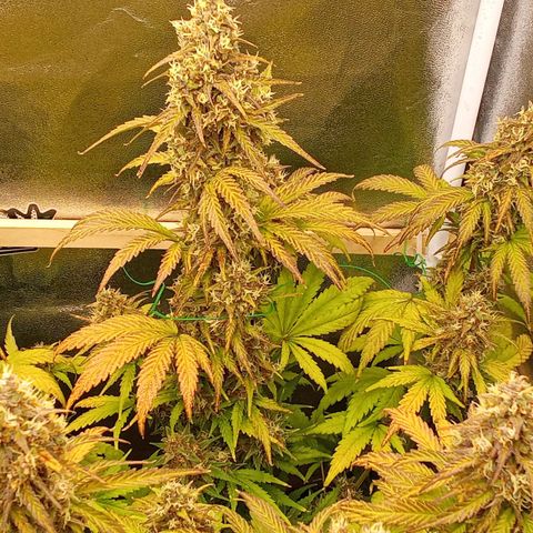Banana Purple Punch Automatik #1 Hinten Rechts  growlog timeline photo