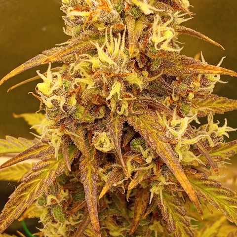 Banana Purple Punch Automatik #1 Hinten Rechts  growlog timeline photo