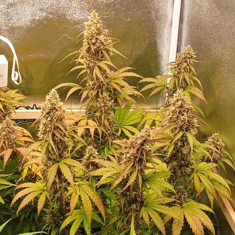 Banana Purple Punch Automatik #1 Hinten Rechts  growlog timeline photo