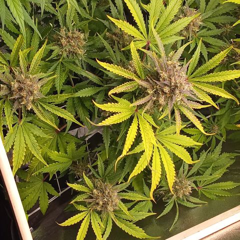 Banana purple punch vorne rechts  growlog timeline photo