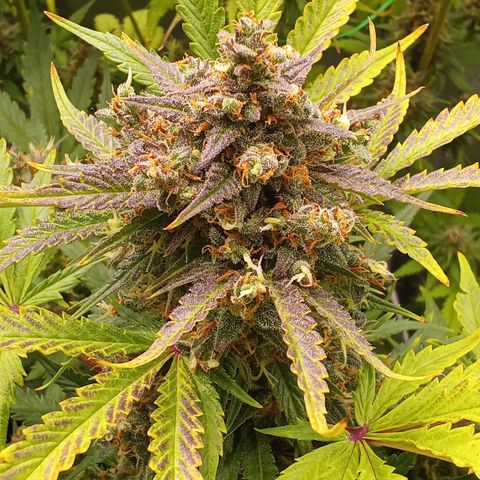Banana purple punch vorne rechts  growlog timeline photo