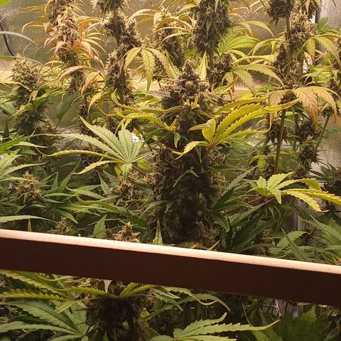 Banana purple punch vorne rechts  growlog timeline photo