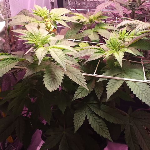 Special Queen #1 growlog timeline photo