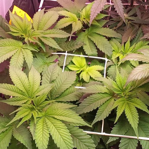 Special Queen #1 growlog timeline photo