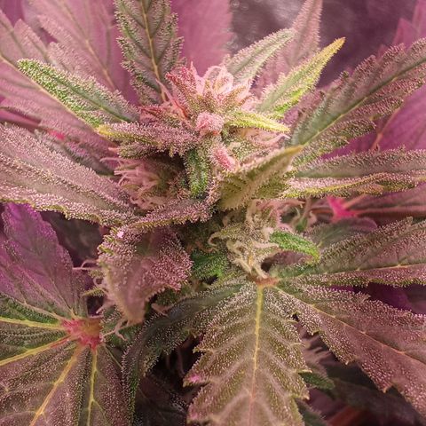 Gorilla Punch Automatik  growlog timeline photo