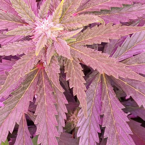 Gorilla Punch Automatik  growlog timeline photo