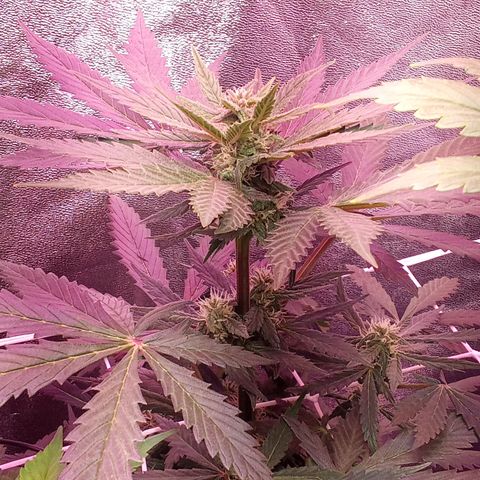 Gorilla Punch Automatik  growlog timeline photo