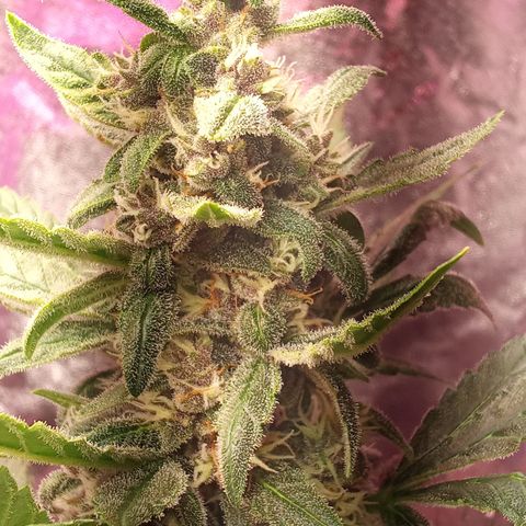 ???? growlog timeline photo