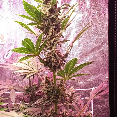 ???? growlog timeline photo