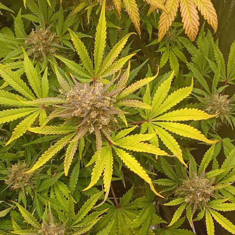 Banana purple punch vorne rechts  growlog timeline photo