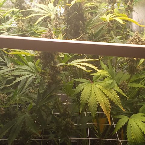 Banana purple punch vorne rechts  growlog timeline photo
