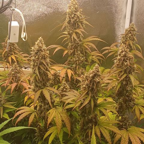 Banana Purple Punch Automatik #1 Hinten Rechts  growlog timeline photo