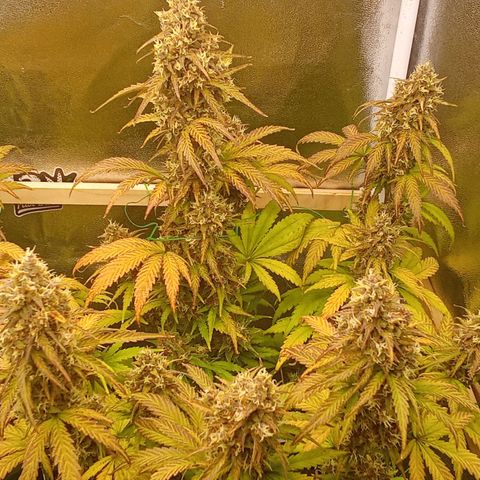 Banana Purple Punch Automatik #1 Hinten Rechts  growlog timeline photo