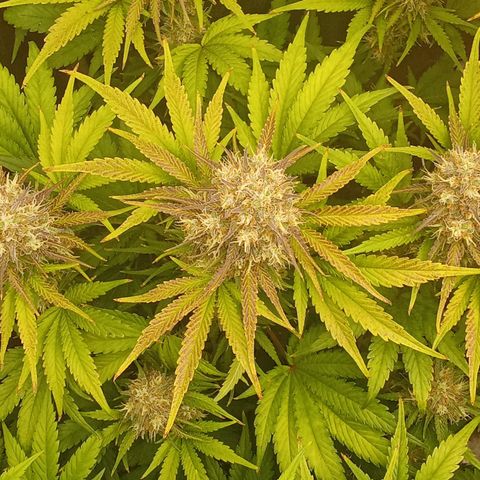 Banana purple punch hinten links  growlog timeline photo