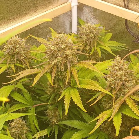 Banana purple punch hinten links  growlog timeline photo