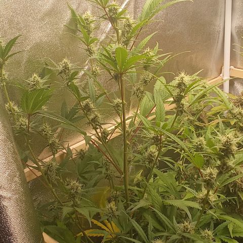 Zkittlez Automatic  growlog timeline photo