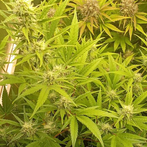 Zkittlez Automatic  growlog timeline photo