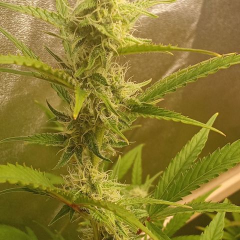 Zkittlez Automatic  growlog timeline photo