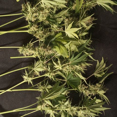 Banana purple punch vorne rechts  growlog timeline photo
