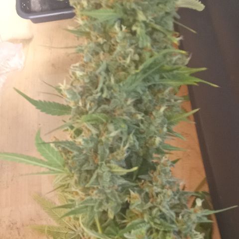 Banana purple punch vorne rechts  growlog timeline photo
