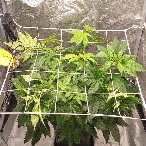 Special Queen #1 growlog timeline photo