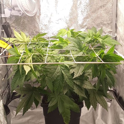 Special Queen #1 growlog timeline photo