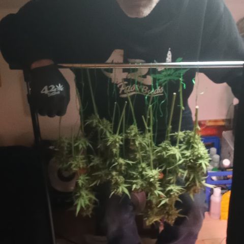 Banana purple punch vorne rechts  growlog photo: Heute geerntet 
