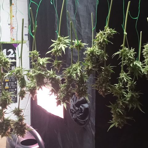 Banana purple punch vorne rechts  growlog photo: Heute geerntet 