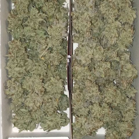Zkittlez Automatic  growlog timeline photo